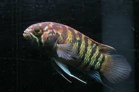 Nannacara Adoketa Tropical Aquarium Freshwater Aquarium Colorful Animals