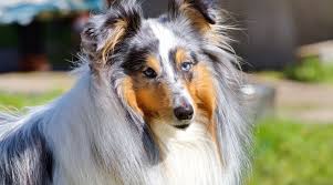 He has clear silver bckground and amazing blue eyes. Shetland Sheepdog Sheltie Breed Information Facts And Pictures