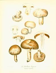 1950 Antique Print Garden Mushrooms French Atlas Wall Art Home Decor Antique Prints Original Prints Print