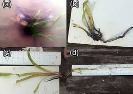The signs of blue crab herbivory observed in situ in the James and...