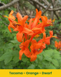Image result for Tecoma weberbauriana