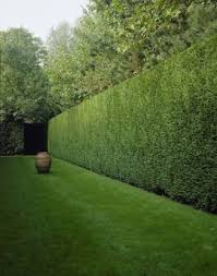 Boxed Hedge Creates An External Room And Adds Height And Structure To The Garden Backyard Landscaping Garden Hedges Landscape Design