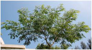 Image result for Albizia procera