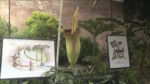 Jul 08, 2021 · we're really proud to have made big progress over the last year at bloom & wild. One Of The Foulest Smelling Flowers Will Bloom At Missouri Botanical Garden