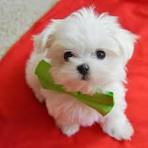 Maltese Puppies for Sale - Adoptapet