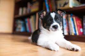 Cute Border Collie Mix Puppy Adopted Through Seattle Humane Society Annahoychukphotography Border Collie Mix Puppies Cute Borders Collie Mix