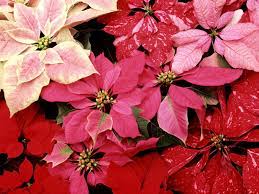 Pin On Plants Poinsettia