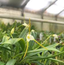Image result for Habenaria attenuata