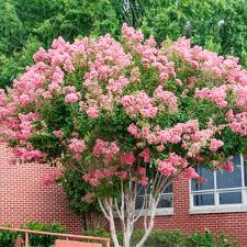 875 decorative shrubs products are offered for sale by suppliers on alibaba.com, of which artificial plant accounts for 47%, decorative flowers & wreaths accounts for 1%. Trees The Home Depot