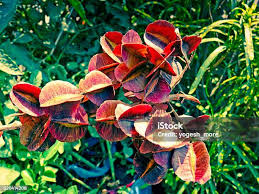 Image result for Combretaceae