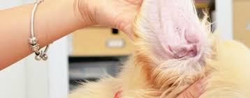 Dog ear mites health risks. How To Prevent Your Dog From Getting Ear Mites Wag