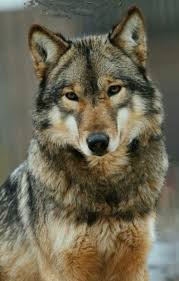 Pin By Turkbaba Kurt On Wolves Eurasian Wolf Animals Animals Beautiful