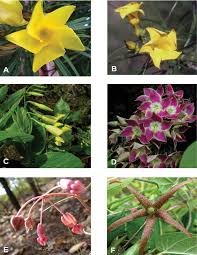 Image result for Marsdenia cynanchoides