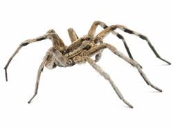 Nein, er führt nicht das weltweite ranking der giftspinnen an. Dornfinger Die Giftigste Spinne In Deutschland Proplanta De