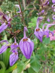 Image result for Brillantaisia cicatricosa