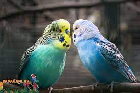muhabbet kuslari fiyat pet birds low maintenance pets budgies