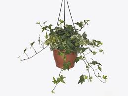 Image result for Araliaceae