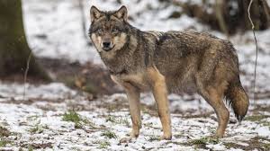 Herzlich willkommen an der universität paderborn! Reh Im Landkreis Augsburg Wohl Von Wolf Gerissen Br24