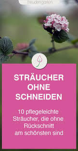 Dann erkennen sie die frostschäden besser und können diese gleich mit herausschneiden. Straucher Die Du Nicht Schneiden Musst Straucher Pflegeleichte Straucher Garten