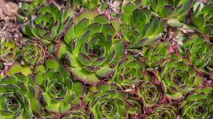 Maybe you would like to learn more about one of these? Hens And Chicks Sempervivum Tectorum Plant Care Growing Guide