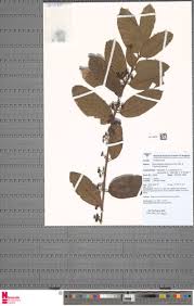 Image result for Pauridiantha dewevrei