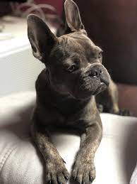 Feel free to browse hundreds of active classified puppy for sale listings, from dog breeders in pa and the surrounding areas. Very Serious Look French Bulldogs Frenchbulldog Frenchie French Bulldog Mix Cute French Bulldog French Bulldog