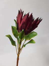 #proteas #flower art #doodles and miscellania #doing this kinda stuff makes me miss screenprinting #actually i miss printing in general. King Protea Burgundy 70cm Desflora
