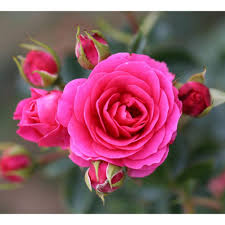 The flower's petals twinkle like the stars at night, hence its name. Starlight Express Climbing Rose 4l Climbing Roses Polhill Garden Centre