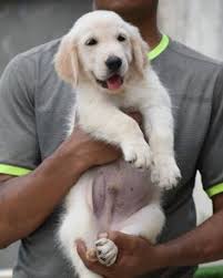 Home of premium english/american goldens. 40 Golden Retriever Puppy Ideas Golden Retriever Puppy Golden Retriever Baby Golden Retriever Photography