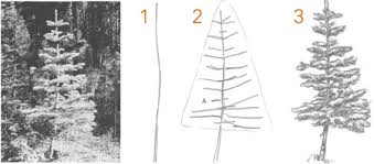 See more ideas about tree drawing, drawings, realistic drawings. How To Draw Trees Conifers By Landscape Drawing Artist Claudia Nice