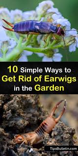 How do you get rid of earwigs in your garden. 10 Simple Ways To Get Rid Of Earwigs In The Garden