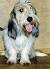 Miniature Long Haired Basset Hound