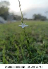 Image result for Striga junodii