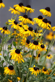 May 28, 2015 blue, purple no comments. A Flower That Thinks For Itself Black Eyed Susan Rainbow Garden Parts Of A Flower