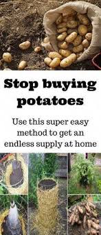 Stop Buying Potatoes Use This Super Easy Method To Get An Endless Supply At Home Organic Gard Astuces De Jardinage Bio Jardinage Jardin De Legumes