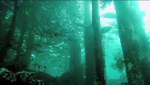 A fost descoperita cea mai veche padure din lume. Video Cea Mai Mare PÄƒdure SubacvaticÄƒ Din Lume Va Fi DefrisatÄƒ