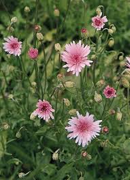 Image result for Crepis