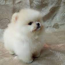 Pomeranian Puppies For Sale Get Pics And Price On Cute Pomeranian Pomeranian Puppy Pomeranian Puppy For Sale