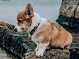 We did not find results for: 5 Best Corgi Breeders In New York 2021 We Love Doodles