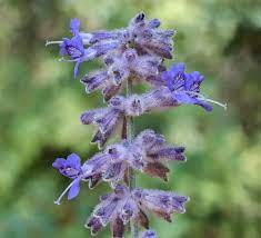 Branching sprays of tiny flowers create a magical lavender haze all summer and bring hummingbirds and butterflies. Salvia Yangii Wikipedia
