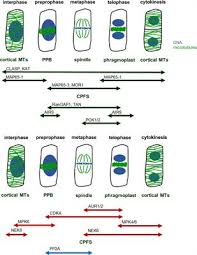 They also form a cell plate when the cell wall forms. Frontiers Phosphorylation Of Plant Microtubule Associated Proteins During Cell Division Plant Science