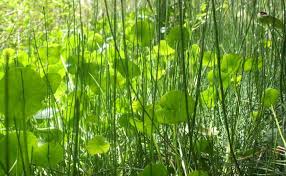 Image result for Scleria lateritica