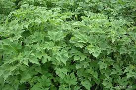 Image result for Tithonia diversifolia