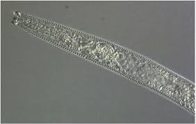 Image result for Aeschynomene nematopoda