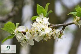 Image result for prunus domestica oullins