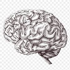 Hand Drawn Human Brain Design Element Free Image By Rawpixel Com Hein Brain Drawing How To Draw Hands Brain Png