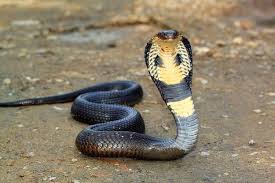 It S Time To Find Out What Kind Of Snake You Are King Cobra Snake Cobra Snake Venomous Animals