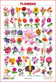 Flowers Name In Marathi And English With Pictures Best