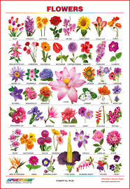 flowers name in marathi and english with pictures best