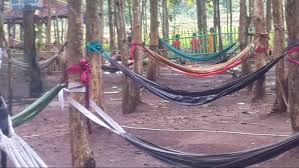 Mereka bebas datang kapanpun dan dengan siapapun. Wisata Pohon Jati Menjadi Destinasi Tersendiri Untuk Kaum Millenial Bantennet Com